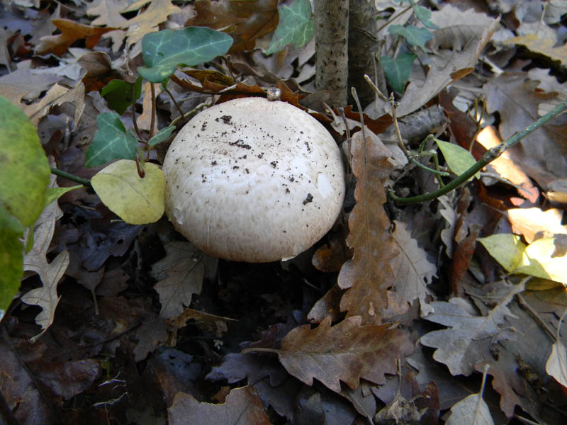 Agaricus phaeolepidotus s.l. - fotog.il 10.12.2010.