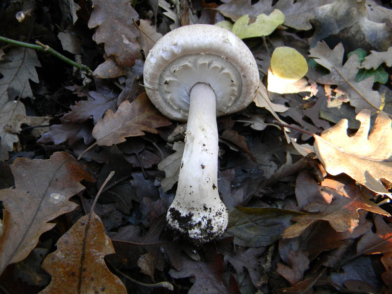 Agaricus phaeolepidotus s.l. - fotog.il 10.12.2010.