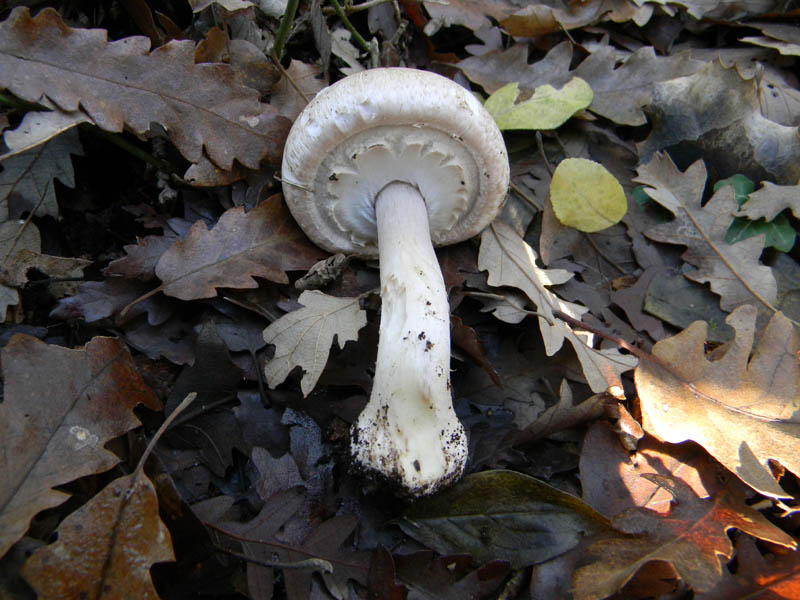 Agaricus phaeolepidotus s.l. - fotog.il 10.12.2010.