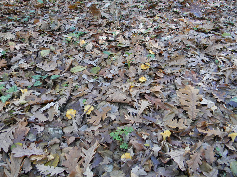 Alcuni ritrovamenti del 10.12.2010.