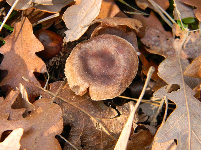 5)  Fotografati  il 30.12. 2011. sotto Quercia