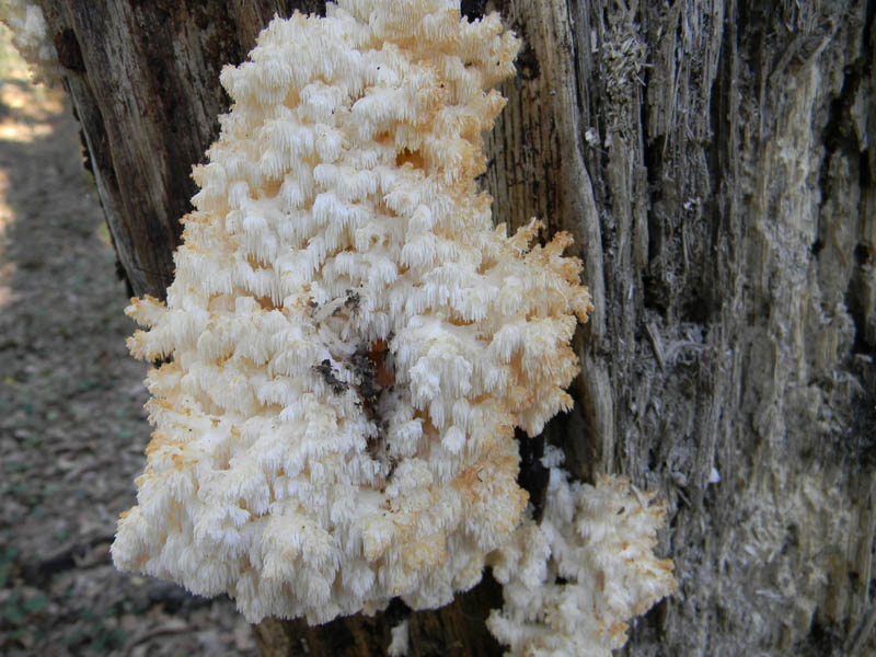 Tronco con molti Hericcium clatroides fotog. il 10.12.2010.