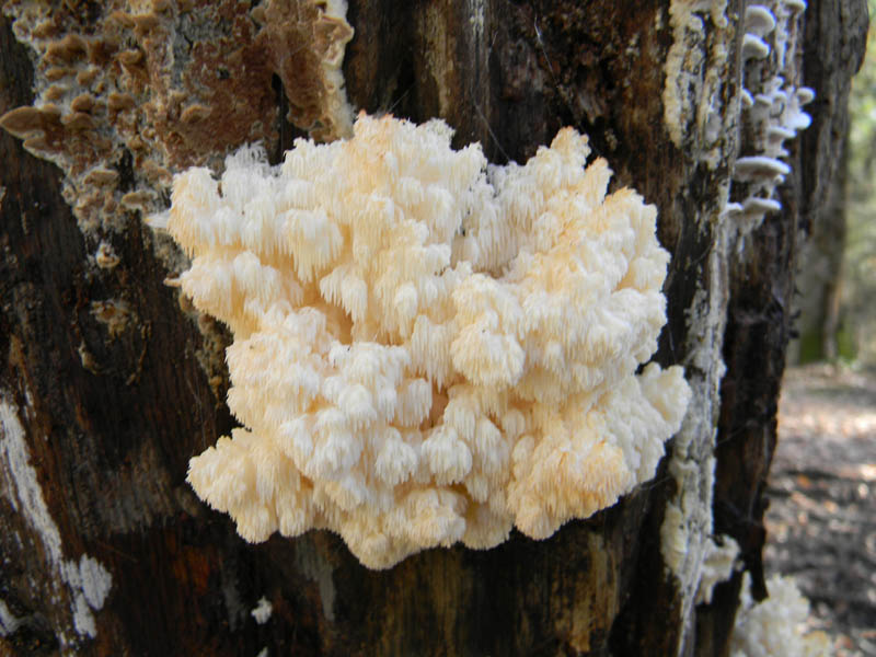 Tronco con molti Hericcium clatroides fotog. il 10.12.2010.
