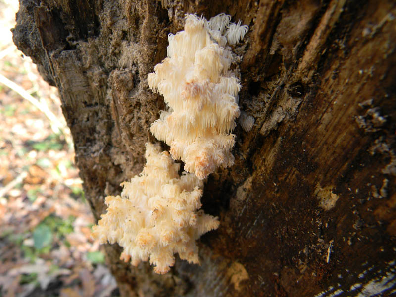 Tronco con molti Hericcium clatroides fotog. il 10.12.2010.