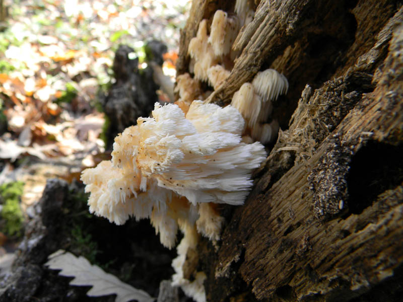Tronco con molti Hericcium clatroides fotog. il 10.12.2010.