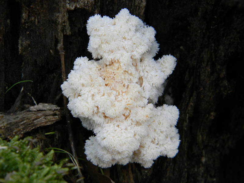 Tronco con molti Hericcium clatroides fotog. il 10.12.2010.