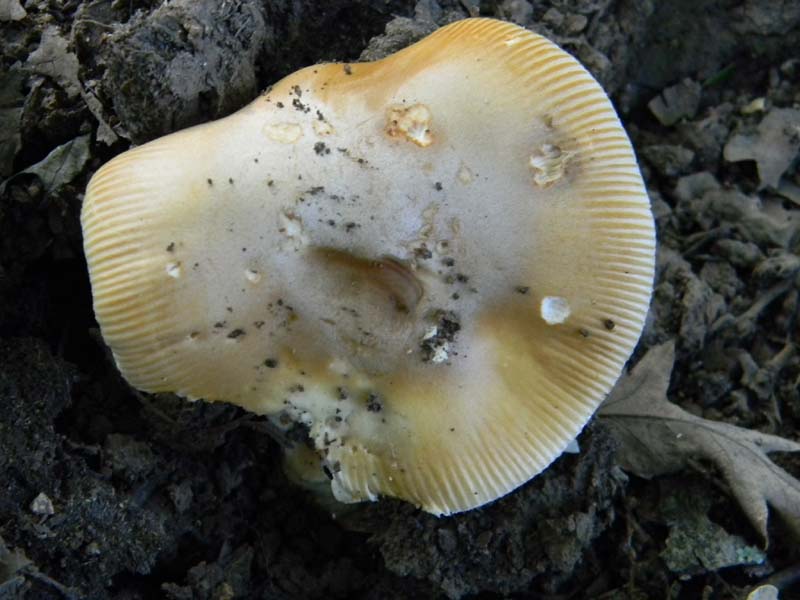 Ritrovamenti del 21.06.2011.sotto Quercia