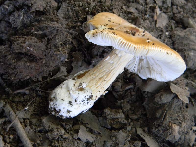 Ritrovamenti del 21.06.2011.sotto Quercia