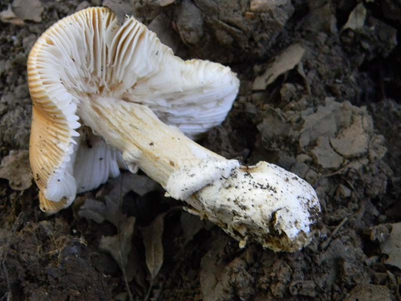 Ritrovamenti del 21.06.2011.sotto Quercia