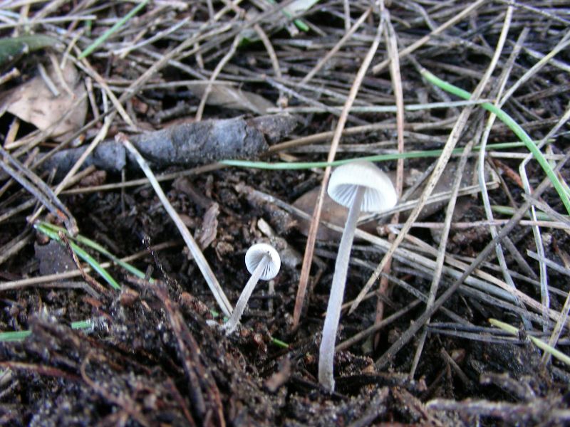 Altri ritr.di febbraio bosco misto aghifoglia latifoglia