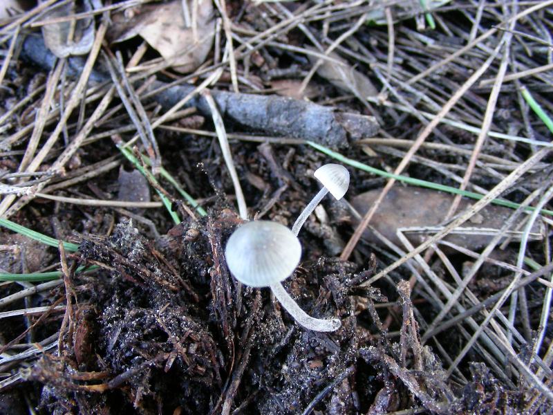 Altri ritr.di febbraio bosco misto aghifoglia latifoglia