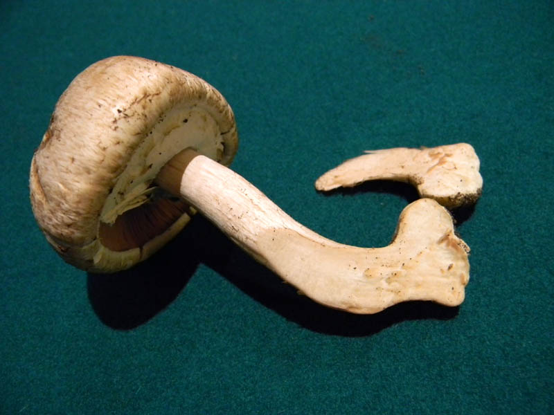 Agaricus phaeolepidotus s.l. - fotog.il 10.12.2010.