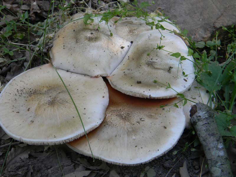 Ritrovamenti del 21.06.2011.sotto Quercia