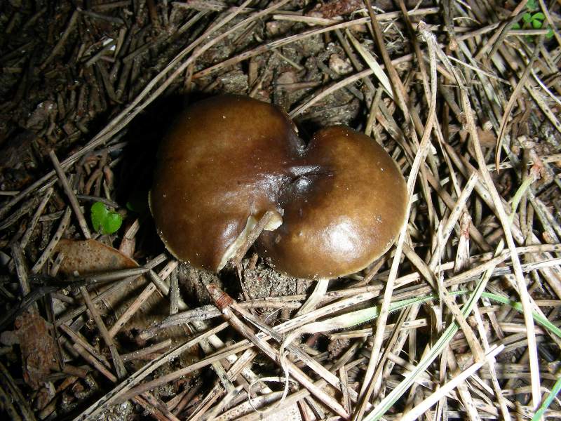 Altri ritr.di febbraio bosco misto aghifoglia latifoglia