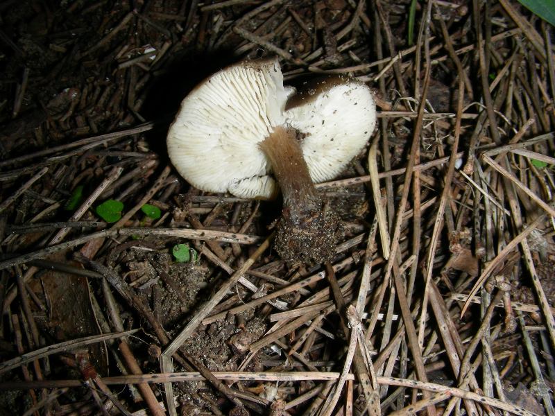Altri ritr.di febbraio bosco misto aghifoglia latifoglia