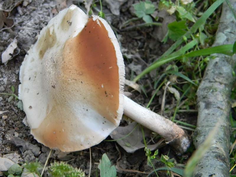 Ritrovamenti del 21.06.2011.sotto Quercia