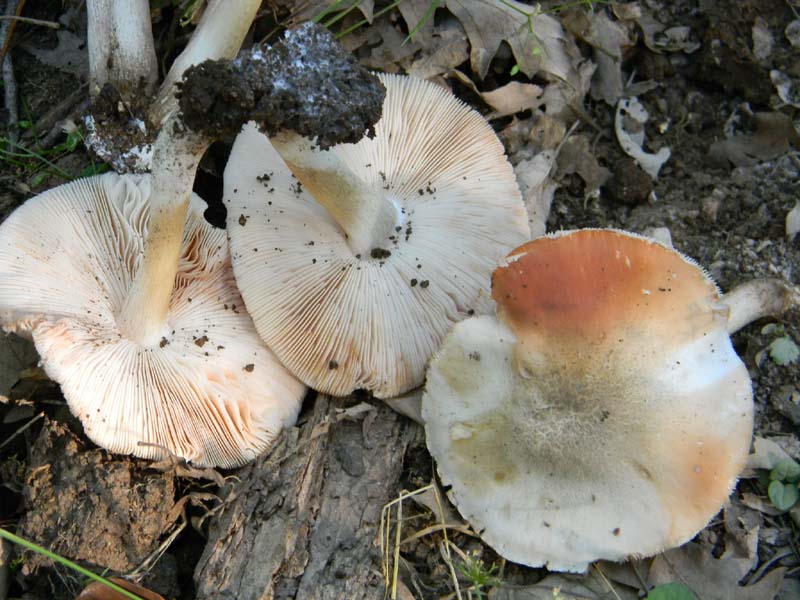 Ritrovamenti del 21.06.2011.sotto Quercia