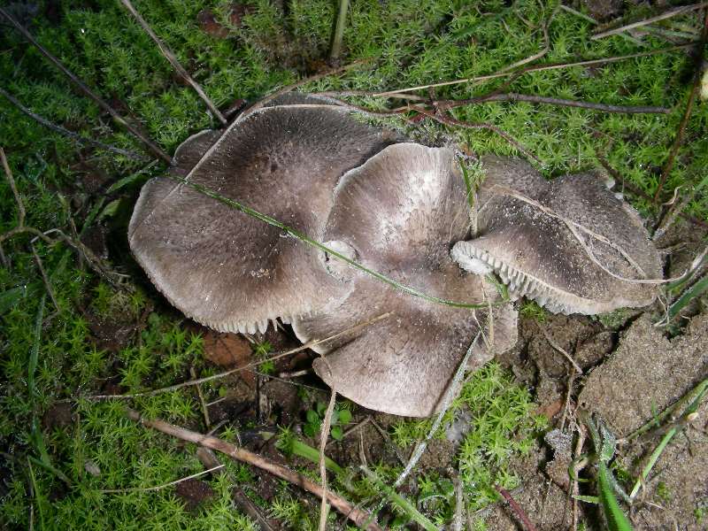 Altri ritr.di febbraio bosco misto aghifoglia latifoglia