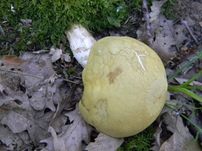 Ritrovamenti del 21.06.2011.sotto Quercia