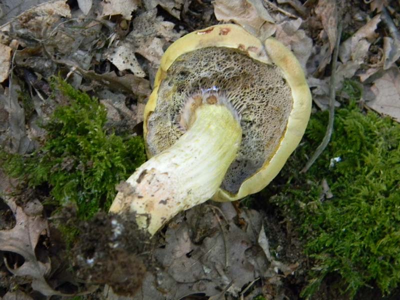 Ritrovamenti del 21.06.2011.sotto Quercia