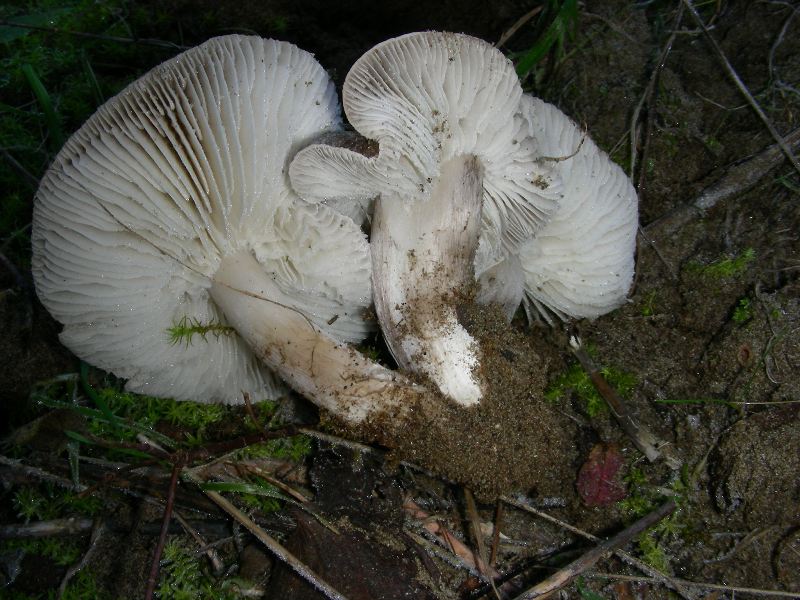 Altri ritr.di febbraio bosco misto aghifoglia latifoglia