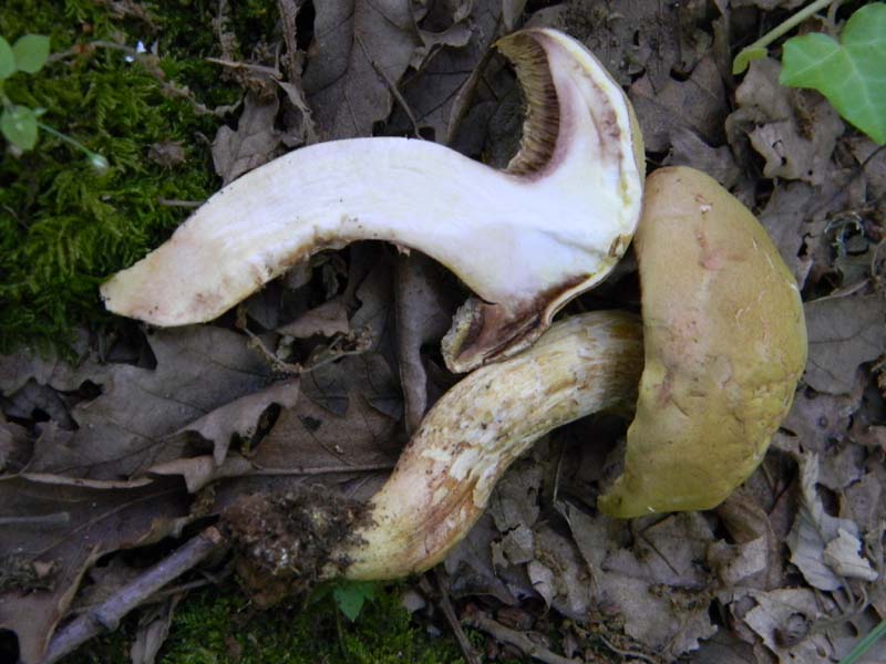 Ritrovamenti del 21.06.2011.sotto Quercia