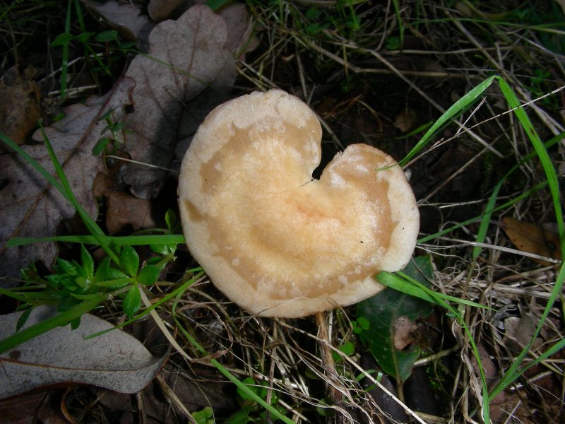 Altri ritr.di febbraio bosco misto aghifoglia latifoglia