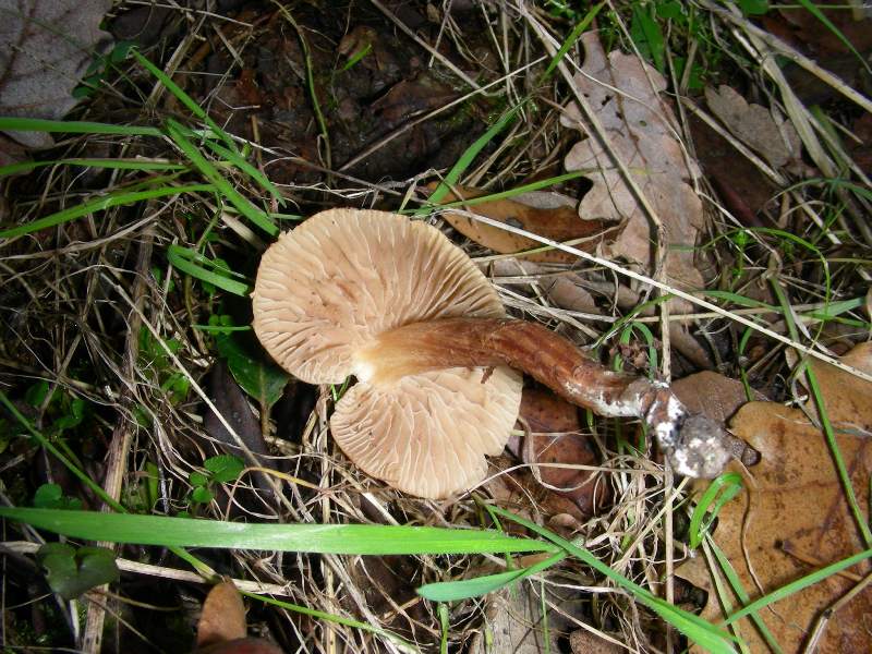 Altri ritr.di febbraio bosco misto aghifoglia latifoglia