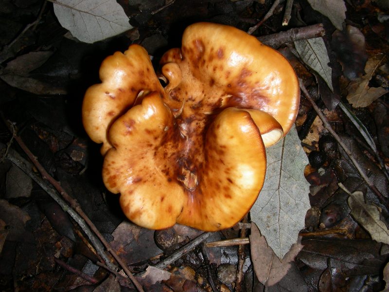 Altri ritr.di febbraio bosco misto aghifoglia latifoglia