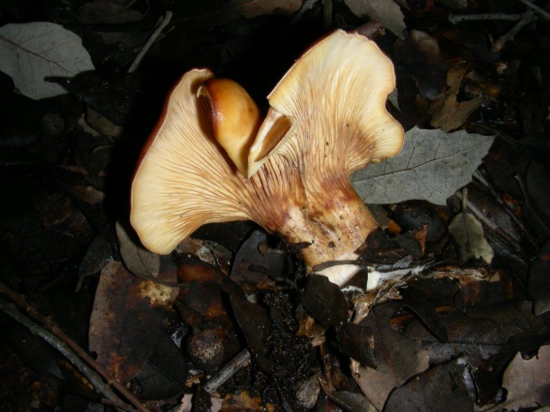 Altri ritr.di febbraio bosco misto aghifoglia latifoglia
