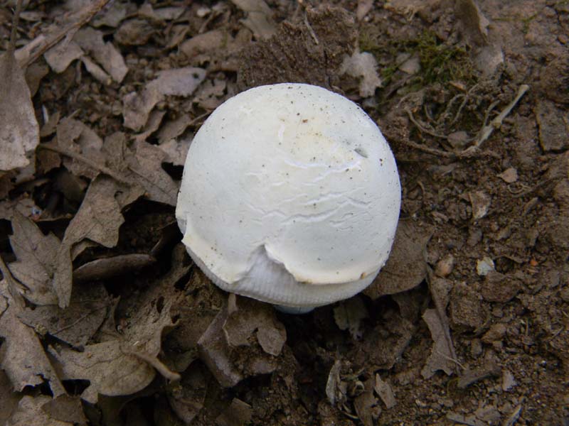 Ritrovamenti del 21.06.2011.sotto Quercia