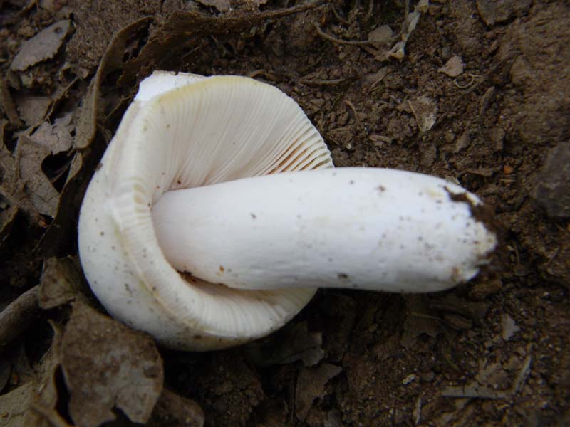 Ritrovamenti del 21.06.2011.sotto Quercia