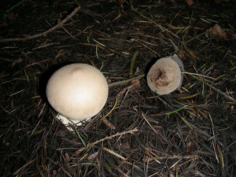 Altri ritr.di febbraio bosco misto aghifoglia latifoglia