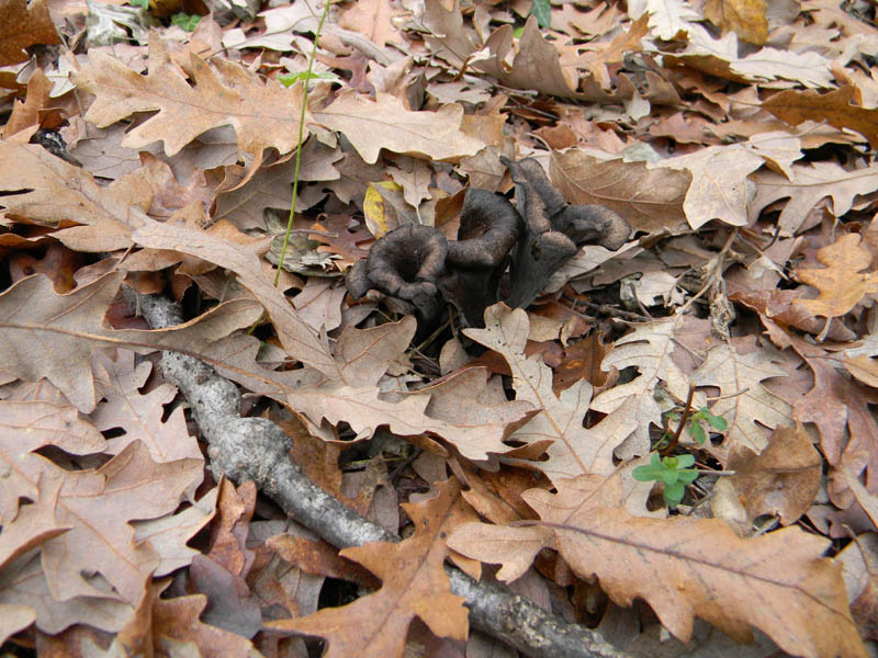 Craterellus cornucopioides fotog.il 14.12.2010.