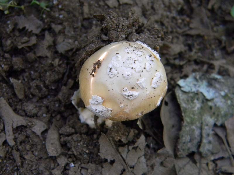 Ritrovamenti del 21.06.2011.sotto Quercia