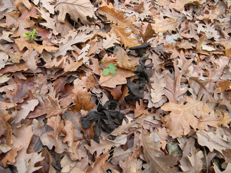 Craterellus cornucopioides fotog.il 14.12.2010.