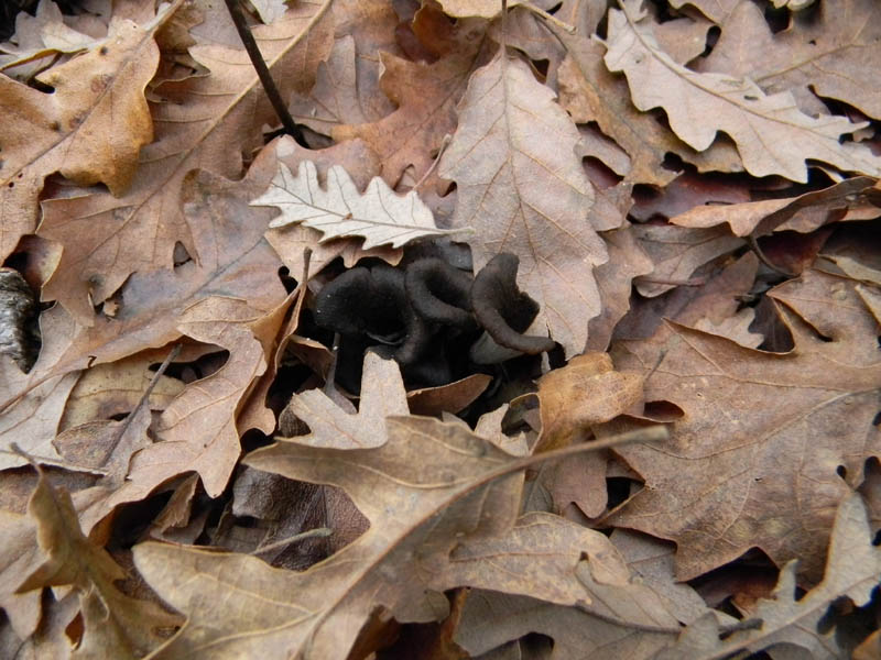 Craterellus cornucopioides fotog.il 14.12.2010.