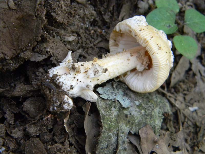 Ritrovamenti del 21.06.2011.sotto Quercia