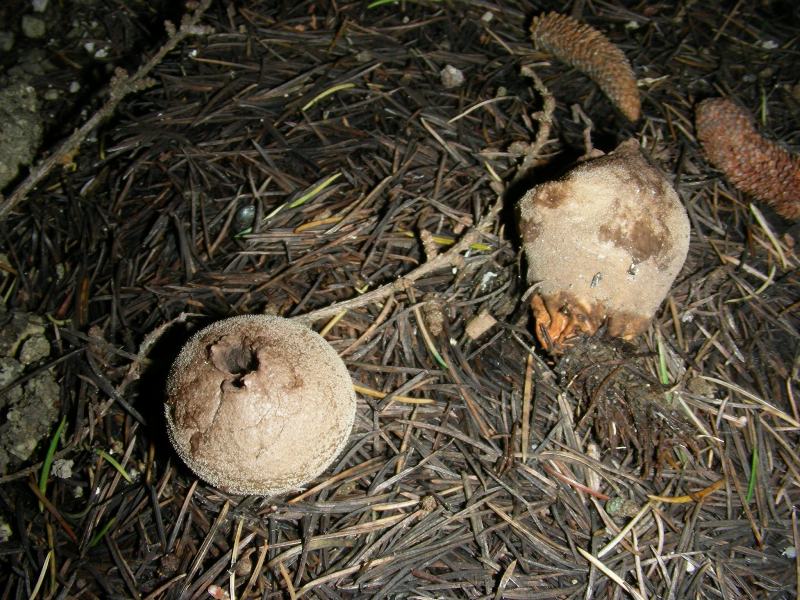 Altri ritr.di febbraio bosco misto aghifoglia latifoglia