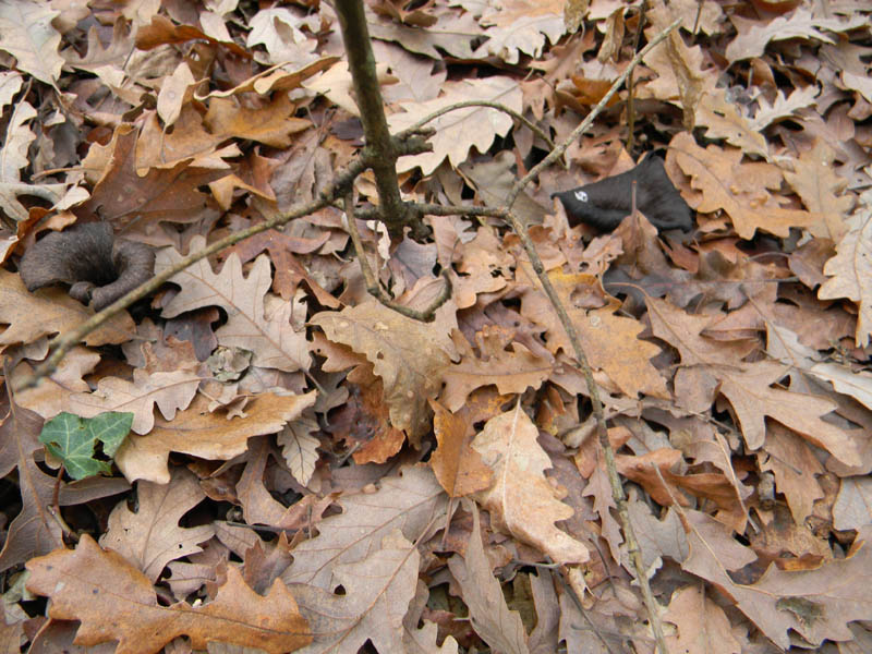 Craterellus cornucopioides fotog.il 14.12.2010.