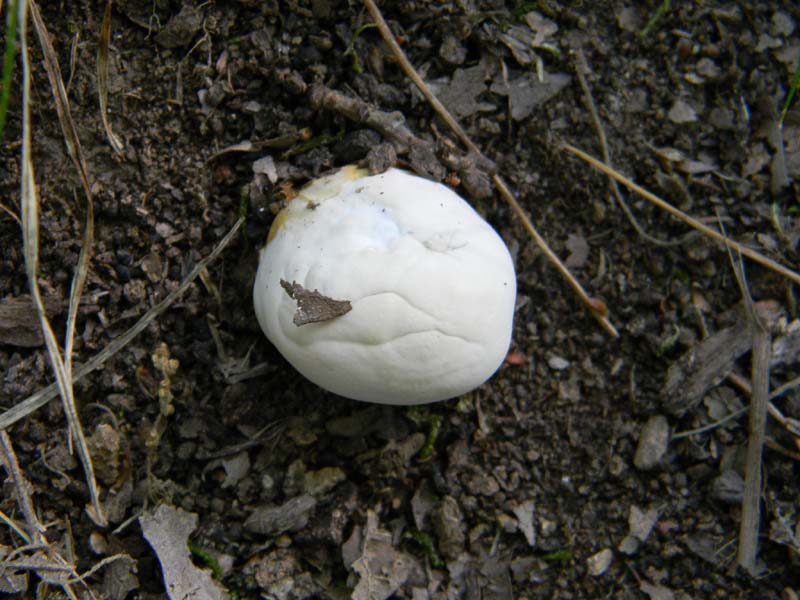 Ritrovamenti del 21.06.2011.sotto Quercia