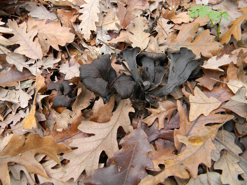 Craterellus cornucopioides fotog.il 14.12.2010.