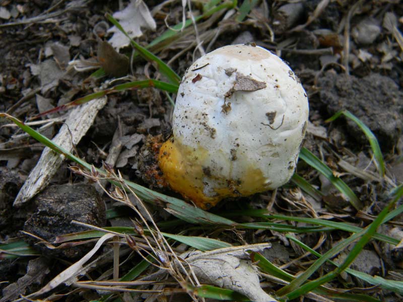 Ritrovamenti del 21.06.2011.sotto Quercia