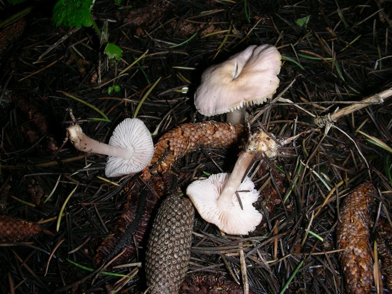 Altri ritr.di febbraio bosco misto aghifoglia latifoglia