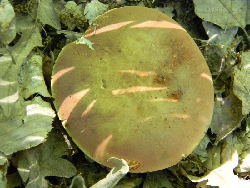 Ritovamenti del 21.06.2011.sotto Quercia 2gruppo