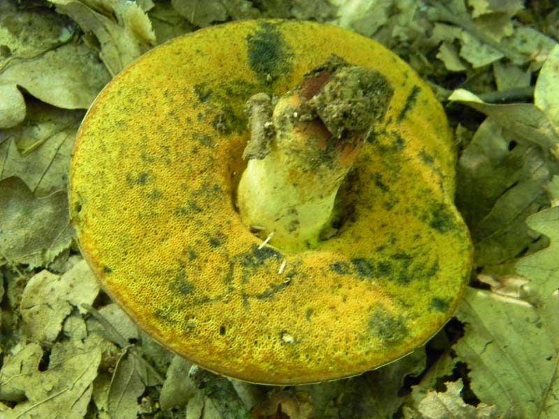 Ritovamenti del 21.06.2011.sotto Quercia 2gruppo