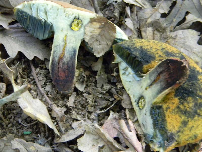 Ritovamenti del 21.06.2011.sotto Quercia 2gruppo