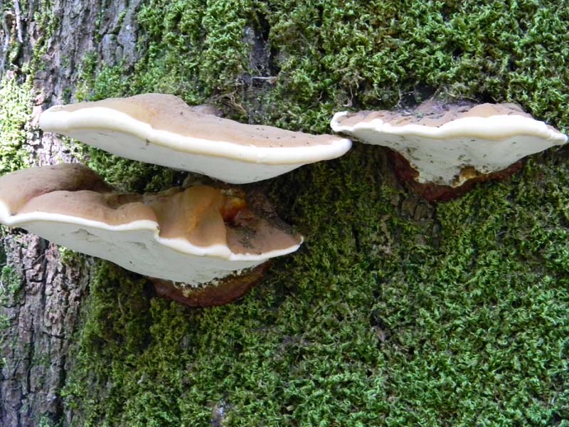 Ritovamenti del 21.06.2011.sotto Quercia 2gruppo