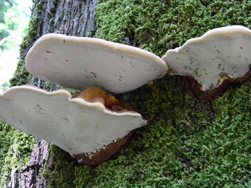 Ritovamenti del 21.06.2011.sotto Quercia 2gruppo