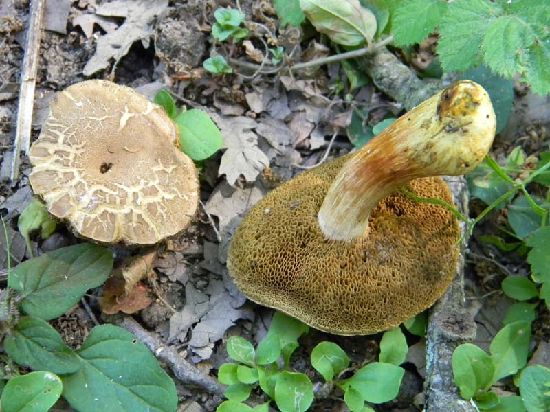 Ritovamenti del 21.06.2011.sotto Quercia 2gruppo